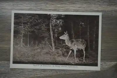 Autentyczny Apeldoorn Hert in de bosschen te Hoog Soeren