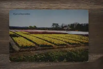 Wysoka jakość Hyacinthenvelden