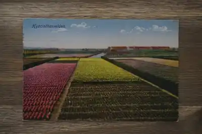 Hyacinthenvelden Darmowa dostawa