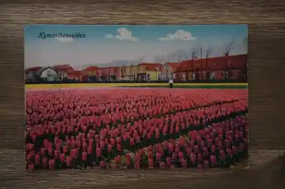 Hyacinthenvelden Promocja