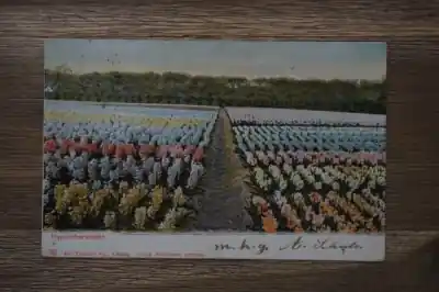 Nowość Hyacinthenvelden