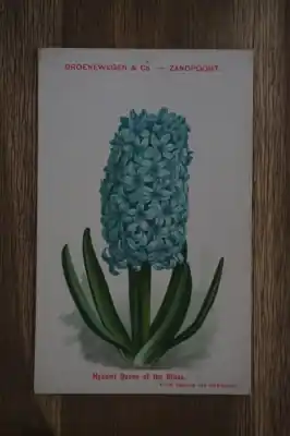 Hyacint Koningin van de blauw Najlepsza cena