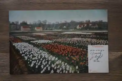 Wyprzedaż Tulpenvelden