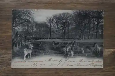 Haarlem Hertenkamp Haarlemmerhout Rabat