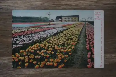 Oferta limitowana Hillegom Tulpenvelden