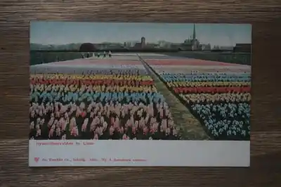 Lisse Hyacinthenvelden Oferta limitowana