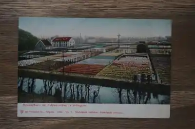 Oryginalny Hillegom Hyacinthen en Tulpenvelden