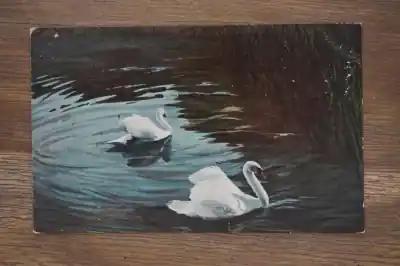 Ansichtkaart met zwanen Kup teraz