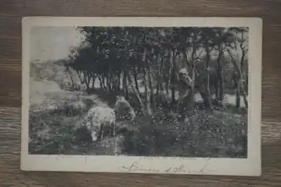Fantasie ansichtkaart schapen in de duinen Ekspresowa dostawa