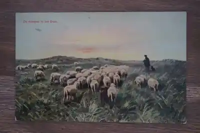 Oryginalny Ansichtkaart Schapen in het duin