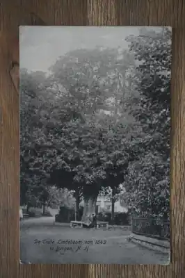 Bergen De Oude Lindeboom van 1643 Ekspresowa dostawa