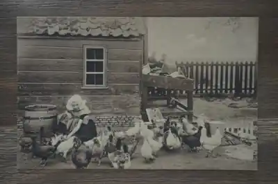 Walcheren Kippen voeren Tani